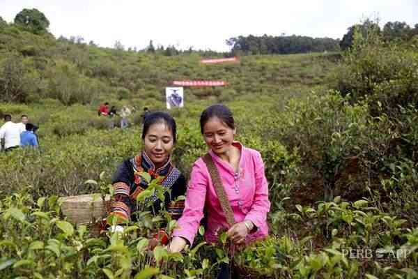 云南普洱茶独树成林系列：独特品种与高品质的结合，一斤价位分析