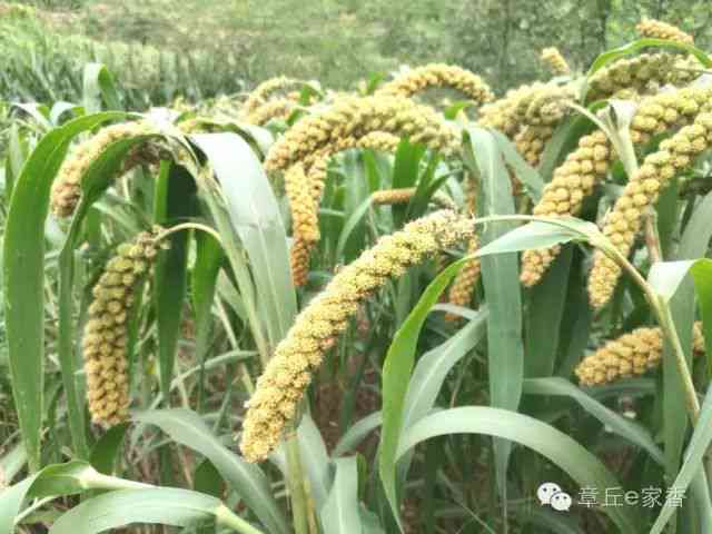 从玉豆种子到丰硕收获：全面指南与种植技巧