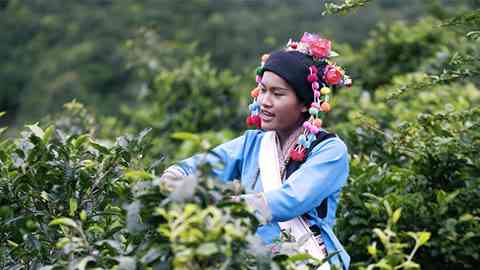 布朗姑娘带你走进普洱茶源头