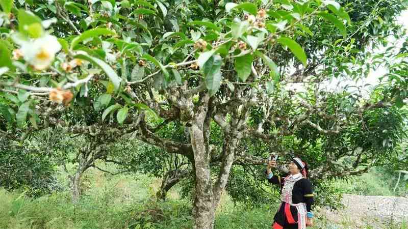 探寻麻栗坡古树普洱茶：哪家才是真正的国礼茶？