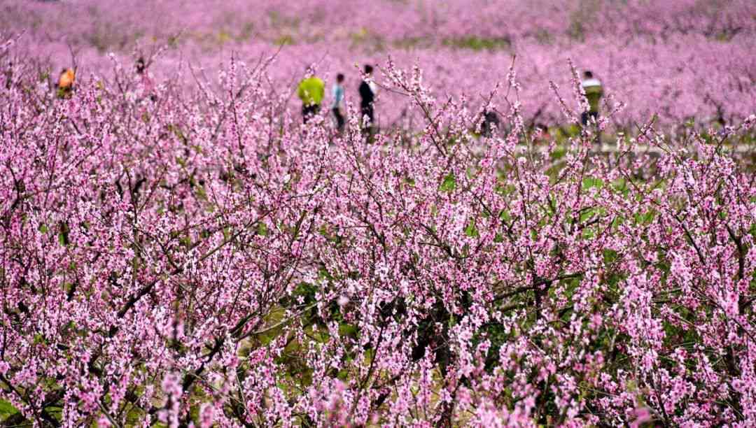 塔县大同乡玉米种植和玉料矿：海拔高度等关键信息全解析