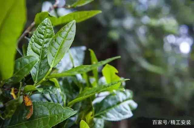 普洱茶大叶种制作方法及注意事项：如何将普洱茶打造成大叶种茶？