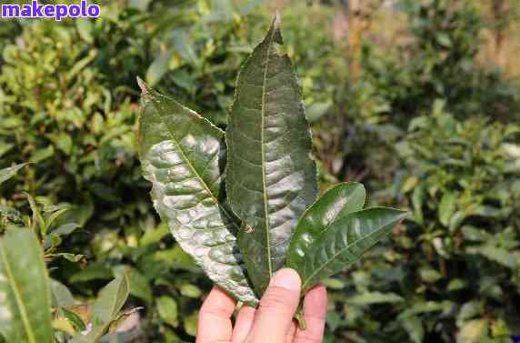 云南普洱茶大叶种种植技术及制作方法详解