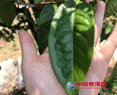 云南普洱茶大叶种种植技术及制作方法详解