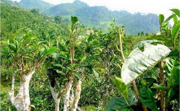 云南普洱茶大叶种种植技术及制作方法详解