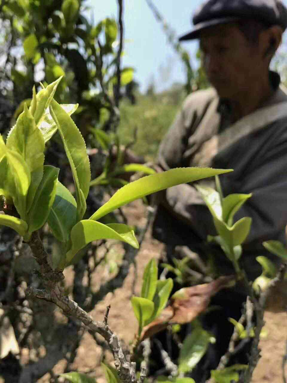 制普洱茶的6道工序有哪些