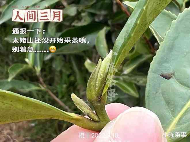 普洱茶春茶的采摘时间及其影响因素解析