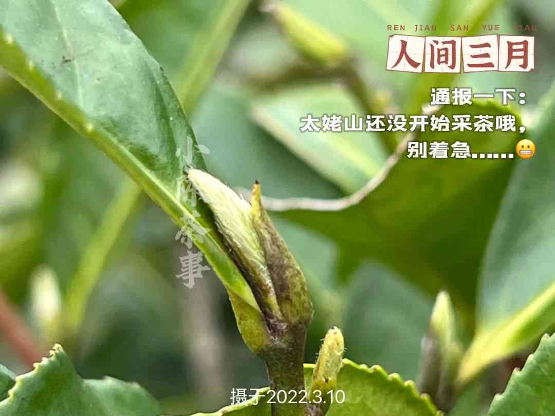 普洱茶春茶的采摘时间及其影响因素解析