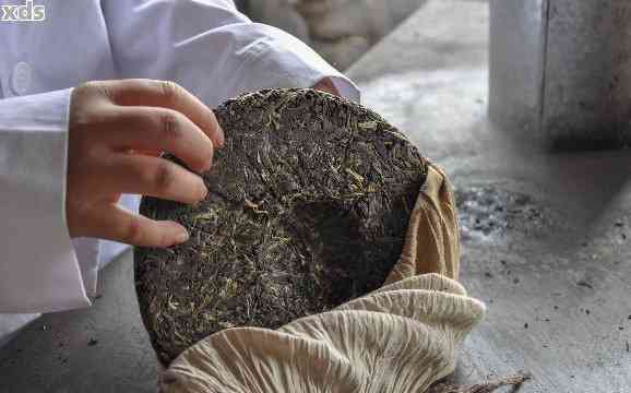 普洱茶春茶多长后适合压饼