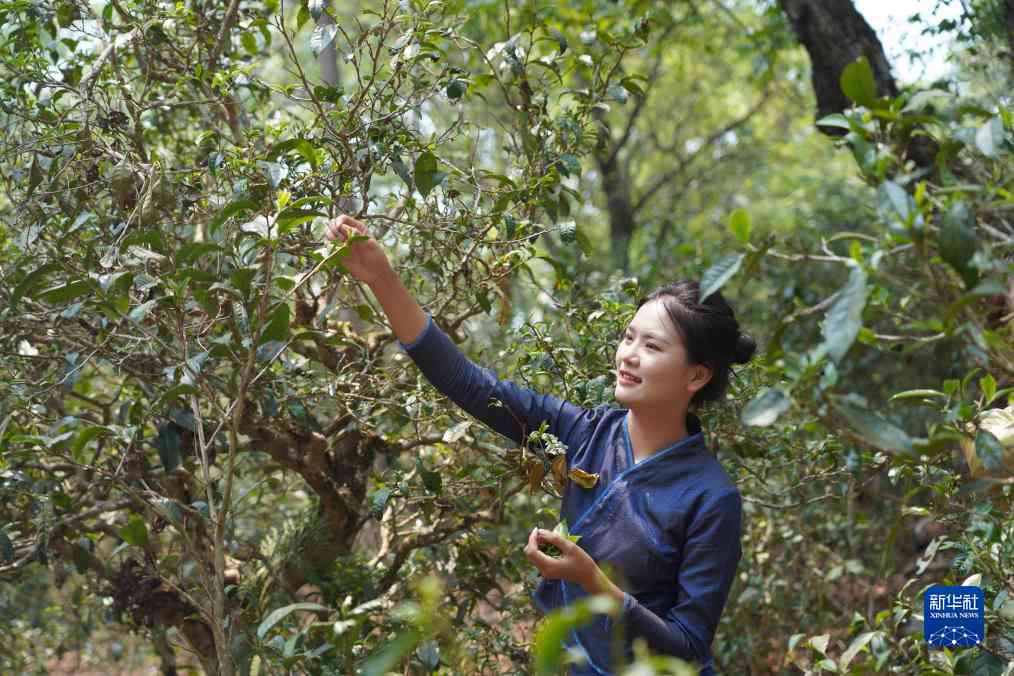 普洱茶市场热切关注景迈山古茶林申遗成功的文化影响