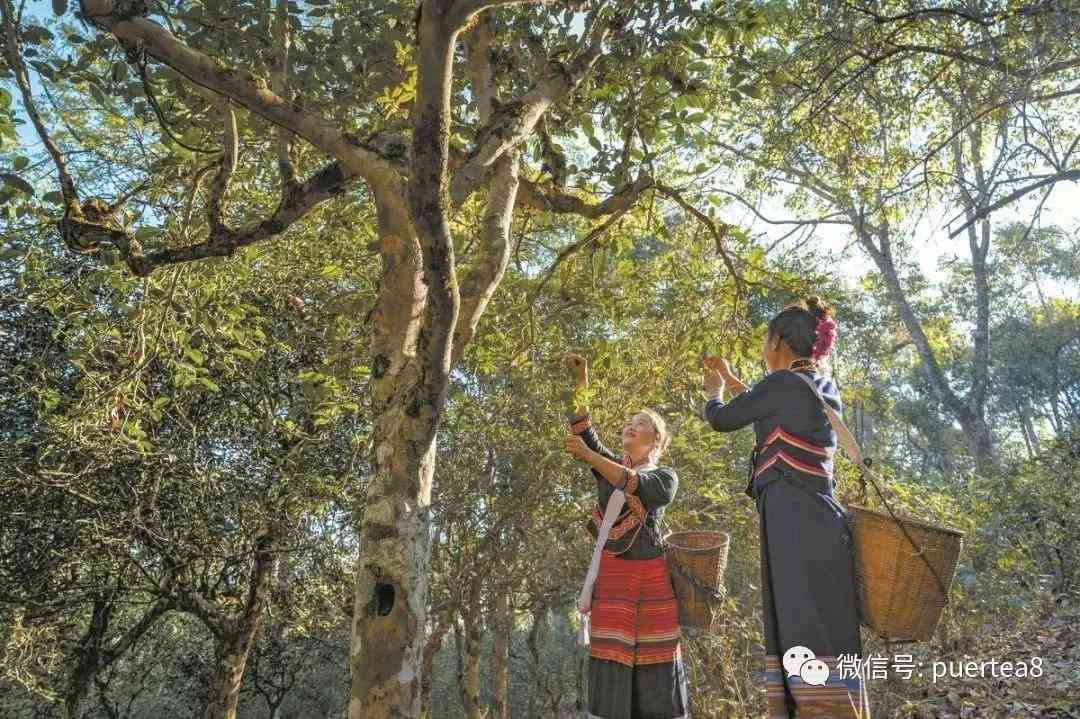 普洱景迈山古茶林文化景观：探索千年古树与传统制茶工艺的完美结合