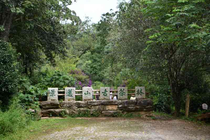 普洱景迈山古茶林文化景观：探索千年古树与传统制茶工艺的完美结合