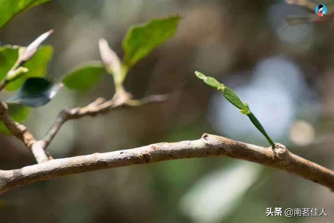 景迈山千年古茶树照片和树龄展示