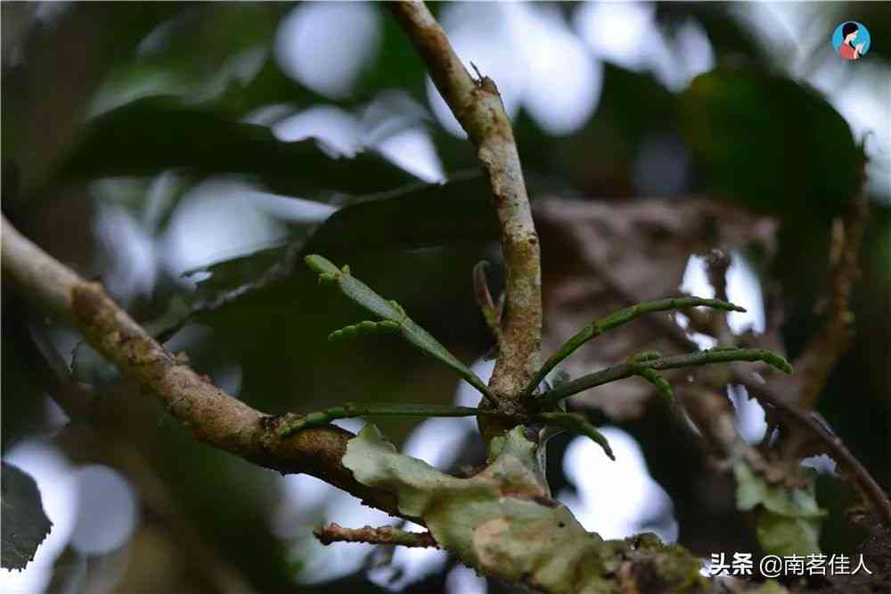 景迈山千年古茶树照片和树龄展示