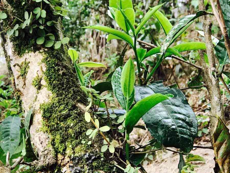 普洱茶收藏大家排行榜，揭秘普洱茶收藏大家，探究普洱茶收藏价值与大家