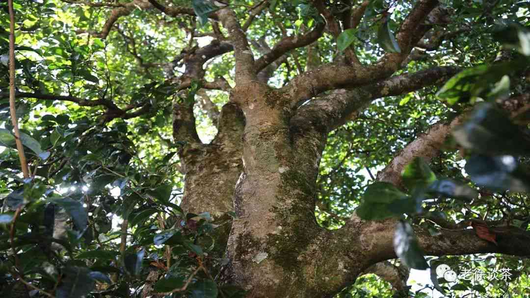 普洱茶古六大茶山介绍：哪六大茶山的普洱茶最出名？