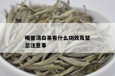 白色普洱茶功效与作用及禁忌是什么