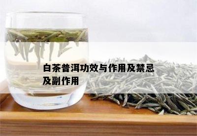 白色普洱茶功效与作用及禁忌是什么