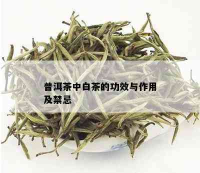 白色普洱茶功效与作用及禁忌是什么