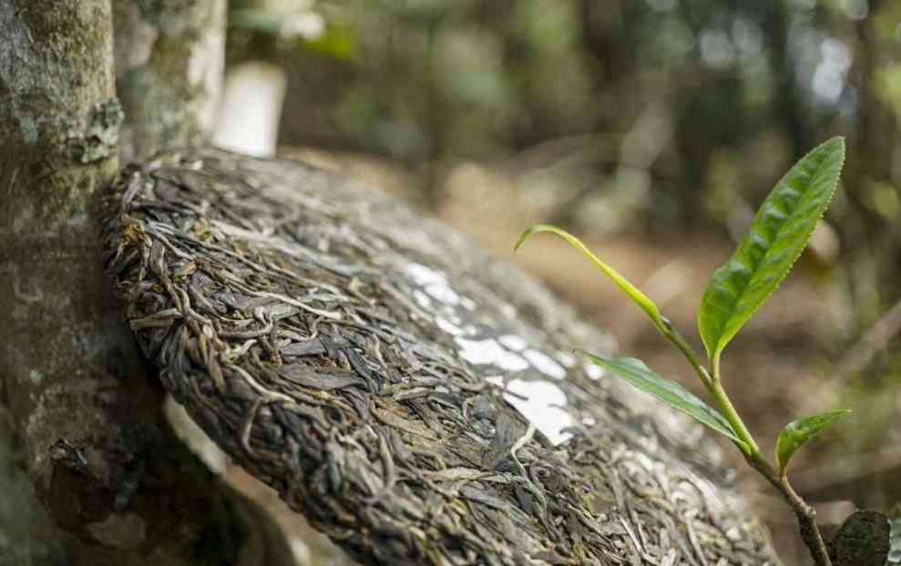 探究老班章普洱茶的制作工艺及茶叶性质：是生茶还是熟茶？