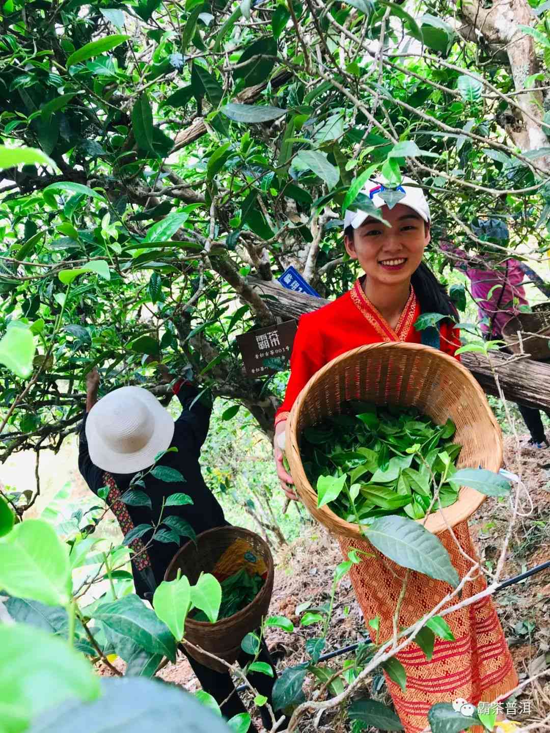 云南名山古树普洱茶老同志品鉴：一场味蕾的宴