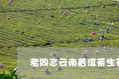 云南老同志茶叶：品茗之旅，探索历、文化与口感的完美结合