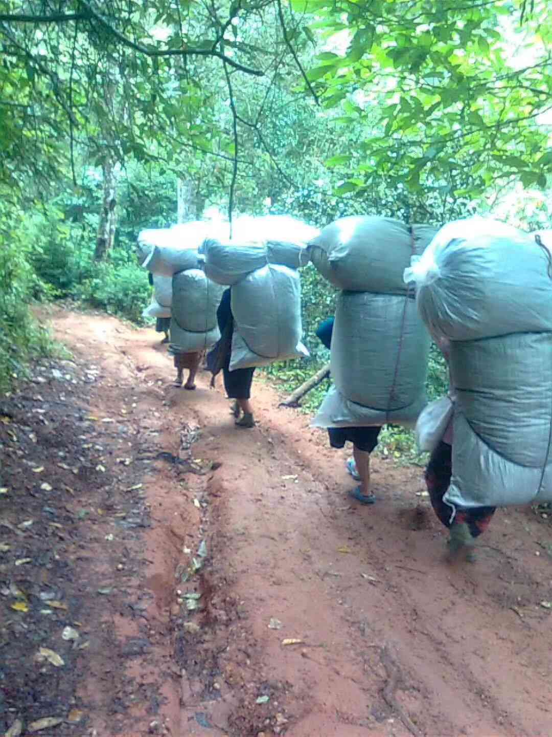 老同志名山古树普洱茶系列：岁月沉淀的味道与情怀