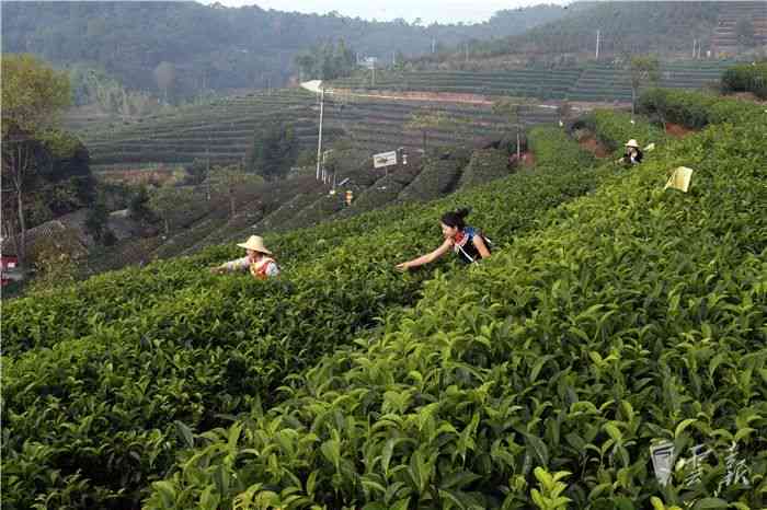 从头开始：全面指南教你制作普洱茶与水果茶，包括选材、冲泡和口味调制