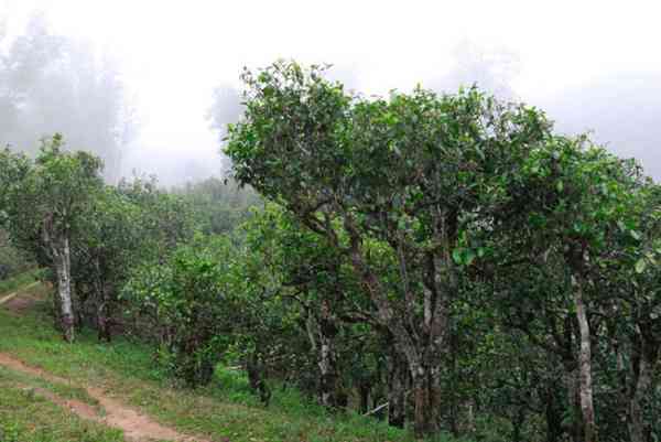 2008年老班章古树普洱茶的价格分析与品鉴——非古树生茶与熟茶的不同价值