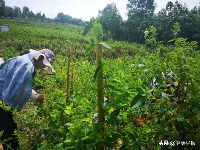 普洱茶叶中的金花与银花现象：真相揭秘