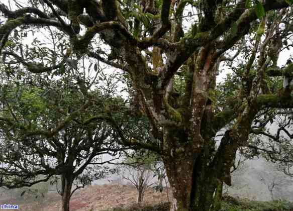 荒野古树白茶：特点、价格、简介与冲泡方法，了解这一稀有茶叶的全部信息