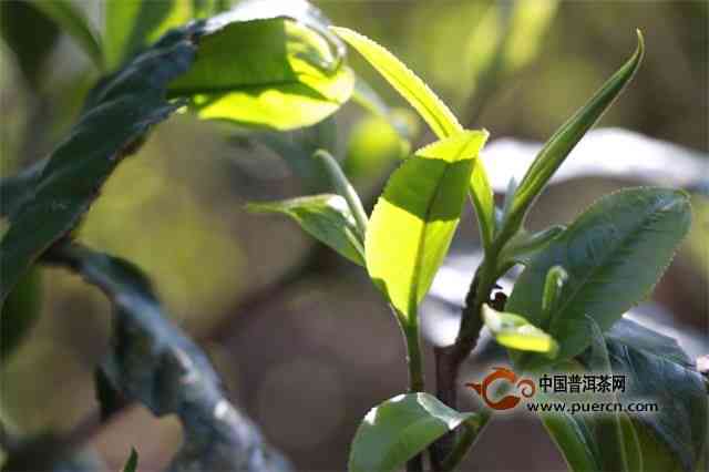 紫芽茶是什么级别、品种、树种和香气的茶叶？