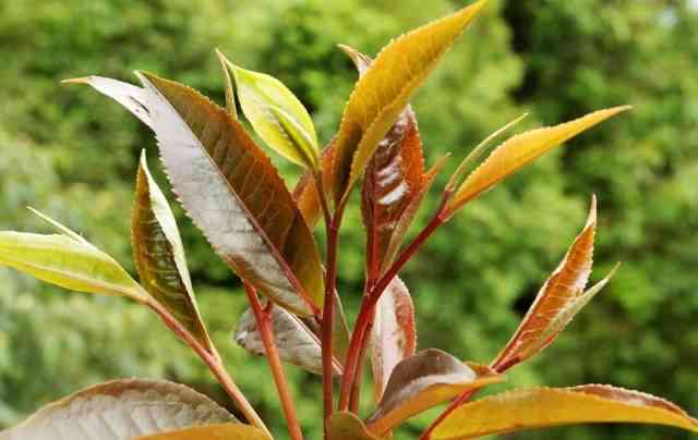 紫芽茶是什么级别、品种、树种和香气的茶叶？