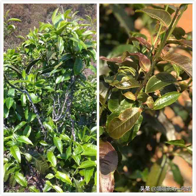 紫芽普洱茶的神秘魅力：详细解析其独特功效与作用