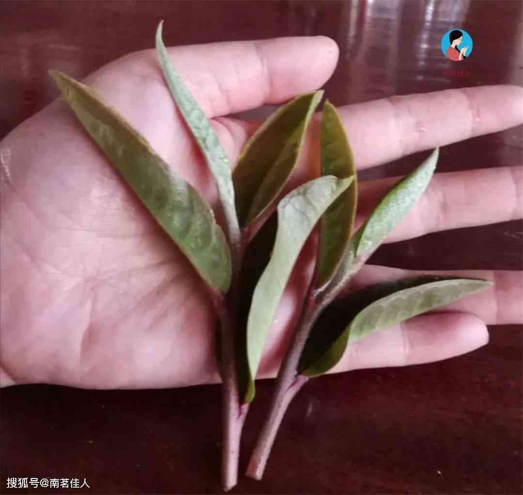 普洱茶紫芽茶：含花青素吗？同时解答相关疑问和特点