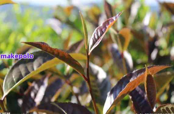 探究普洱茶紫芽茶：独特的品种、级别与魅力