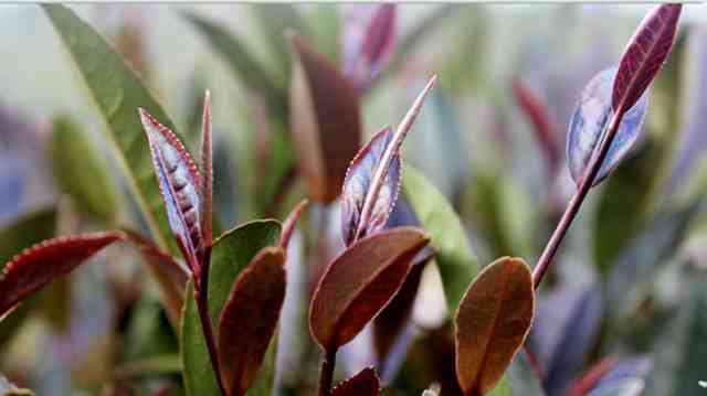 探究普洱茶紫芽茶：独特的品种、级别与魅力