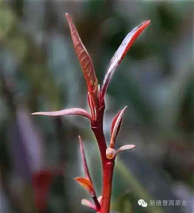 普洱茶紫芽茶里面有花青素吗