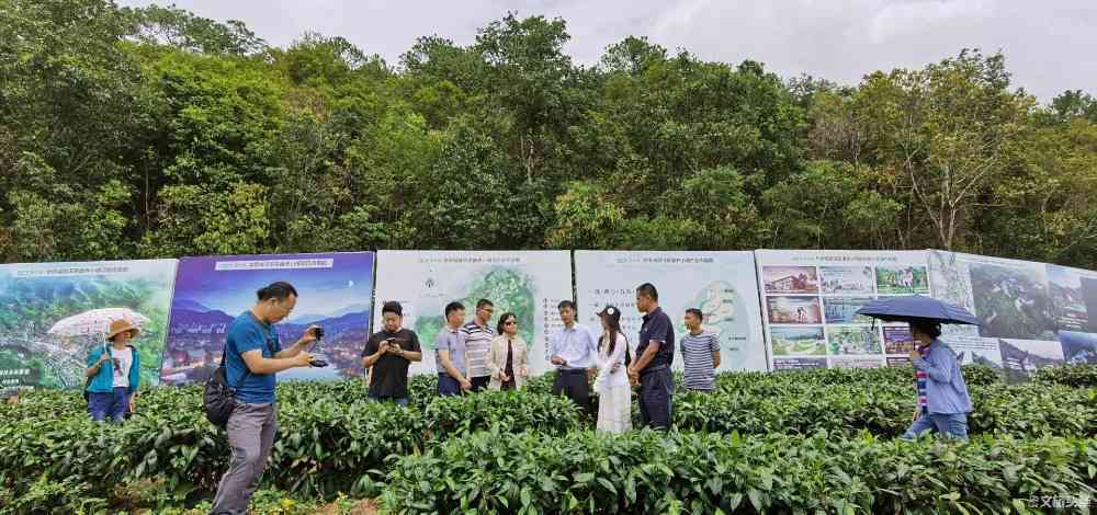 普洱茶IP形象设计背景介绍：打造独特风格，展现普洱茶魅力。