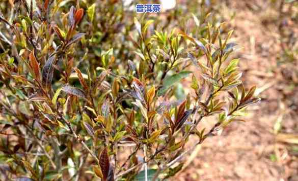 紫娟茶：一种独特的茶叶分类探讨，属于普洱茶还是绿茶？