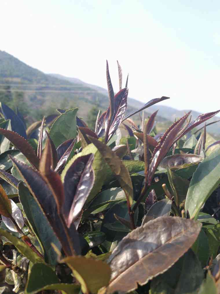 紫娟茶是普洱茶吗百度百科