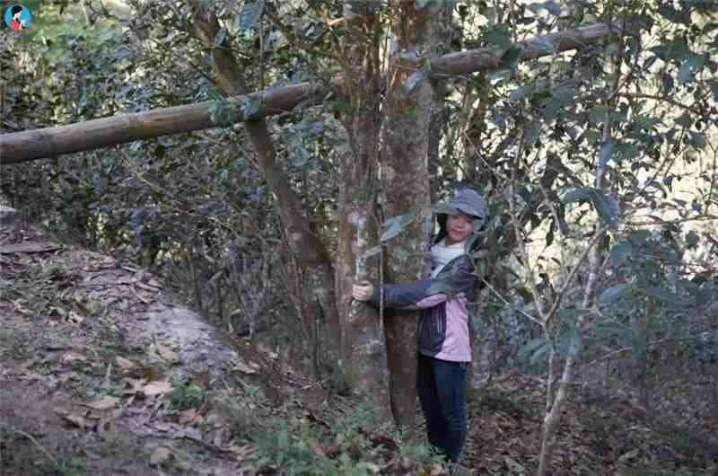 普洱茶薄荷塘：哪个茶山产的？产地特点是什么？