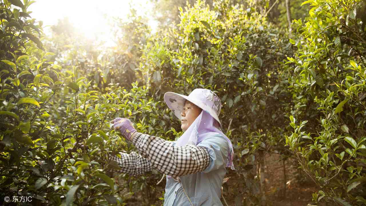 普洱茶薄荷塘：哪个茶山产的？产地特点是什么？