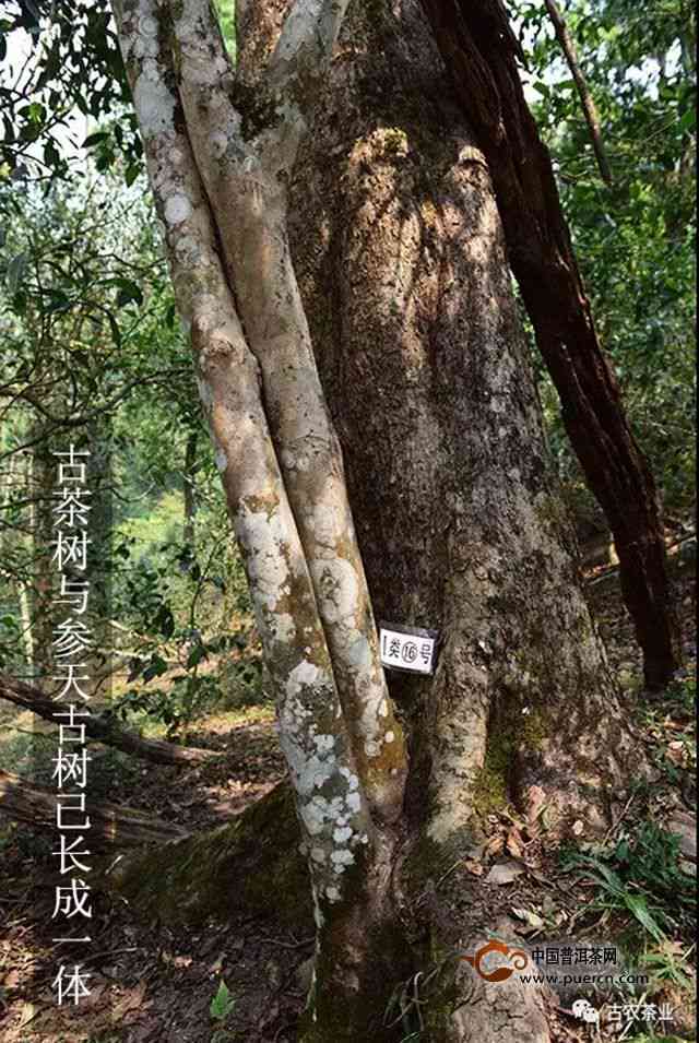 易武薄荷塘普洱茶：古树韵味中的清新之选