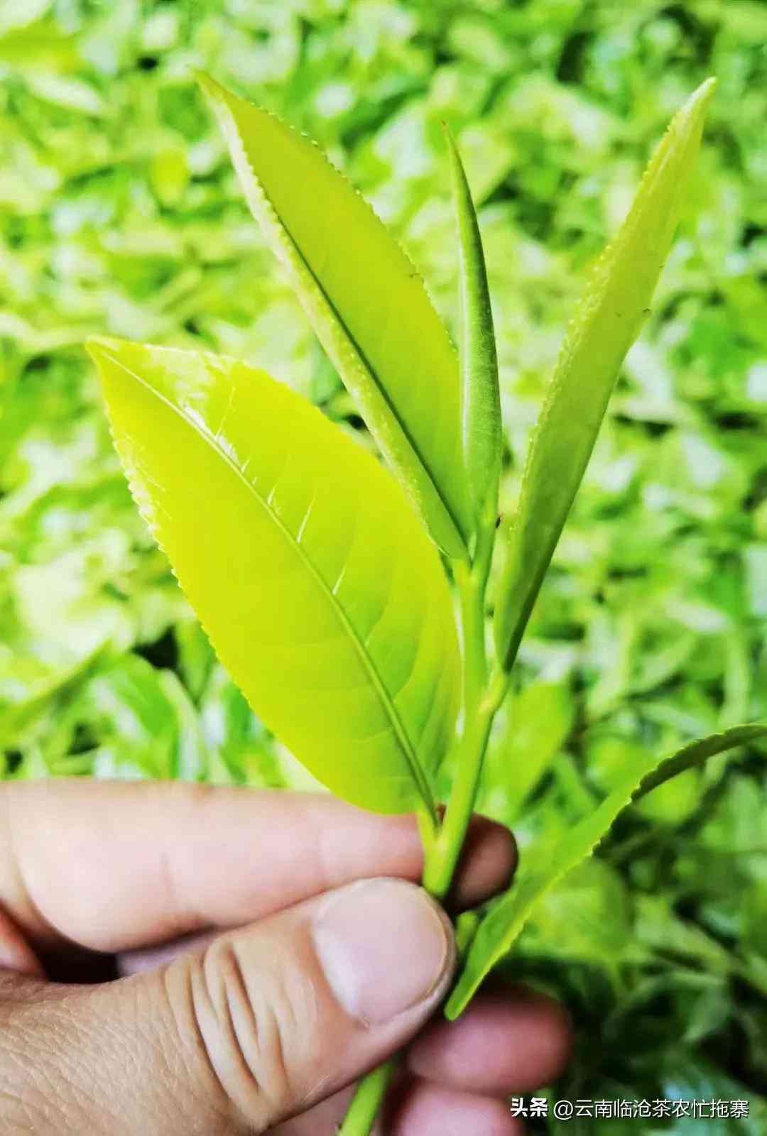 云南十年普洱茶的市场价值分析