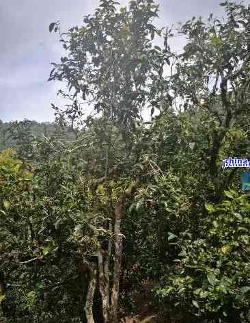 普洱府瘟疫爆发：对普洱茶产地生态环境及制茶工艺的影响探讨