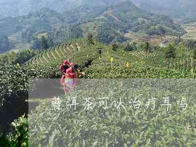 普洱茶饮用过量导致耳鸣？了解原因与解决方法