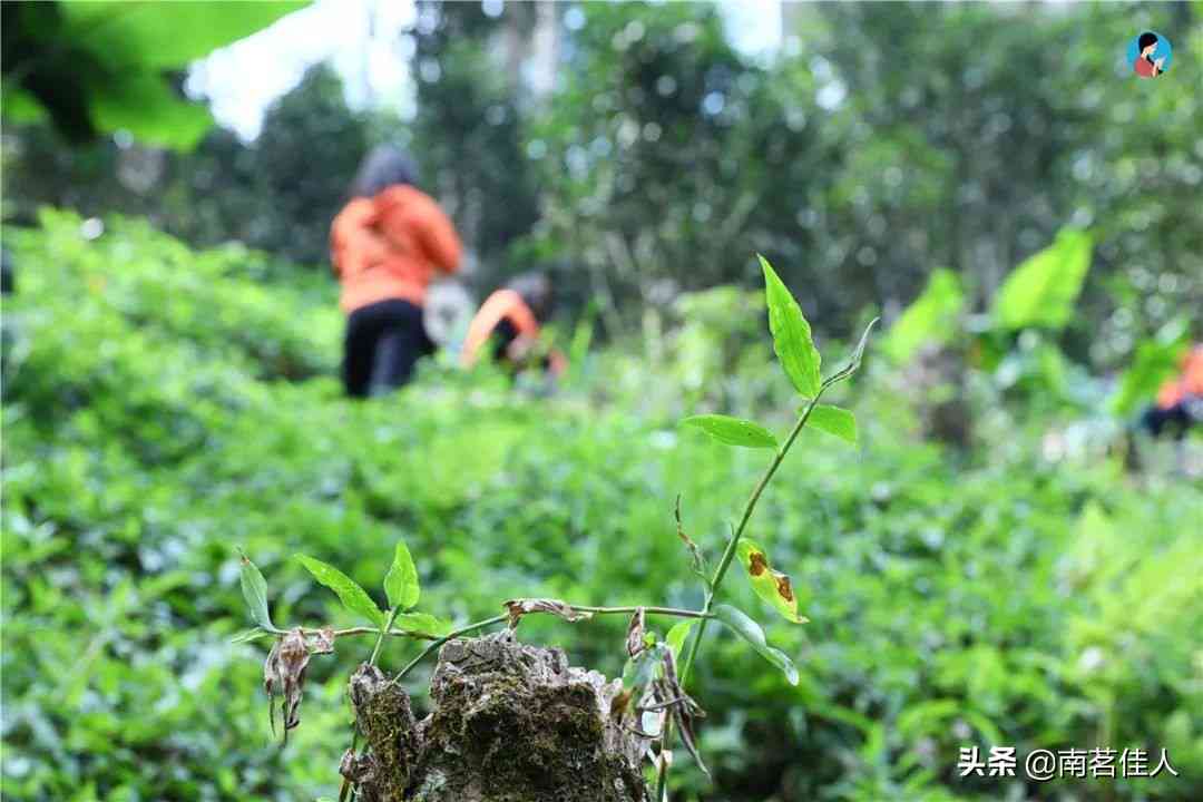 普洱茶价格区间与品质的关系：了解每种价位的普洱茶对应的品质及特点