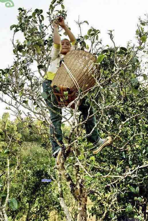 普洱茶叶一天采多少克合适喝？普洱茶叶多少钱一斤？