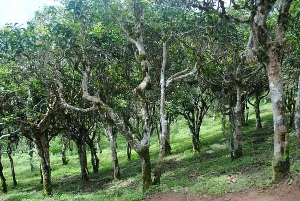 普洱茶杀青不足现象解析：了解其原因及对茶叶品质的影响